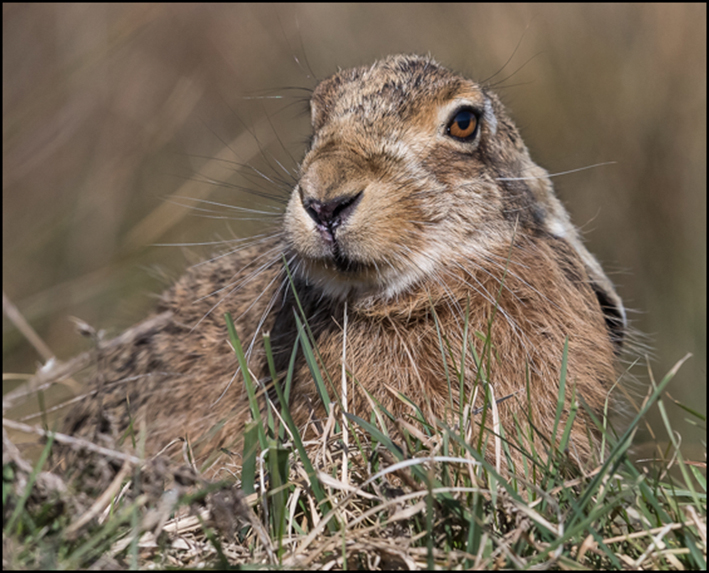 Brown Hare Lying Low Clover.jpg